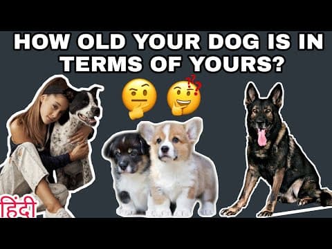 Dog Year Vs Human year। How old your Dog is?। kutte ki sahi age kaise nikale?