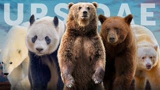 Eight Species of Bear