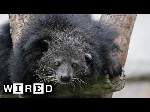 This Bearcat (Yep, It's Real) Smells Like Popcorn | Absurd Creatures