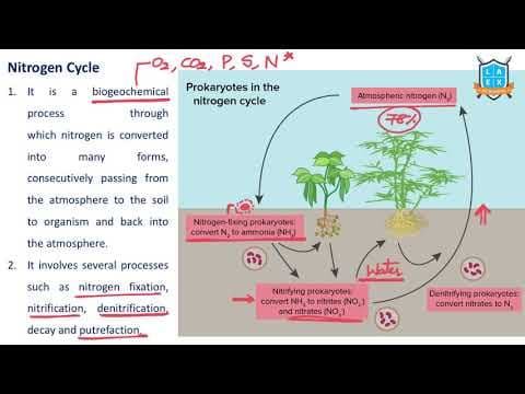 What is Nitrogen Cycle ? || Nitrogen Cycle అంటే ఏమిటి?