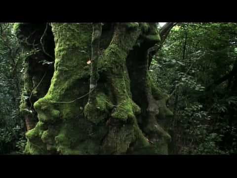 Rainforest |Beneath the Canopy Part 01