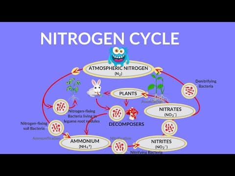 Nitrogen Cycle Video | Process of Nitrogen Cycle | Steps of Nitrogen Cycle | What is Nitrogen Cycle?