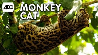 Margay Cat | Described Video