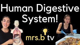 Human Digestive System