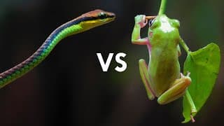 Red-Eyed Tree Frogs Are Masters of Camouflage | Animalogic Wild