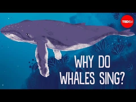 Why do whales sing? - stephanie sardelis