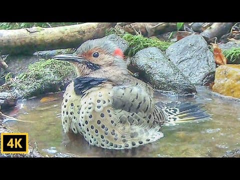 From Goth to Glam|A ladybugs life cycle up-close