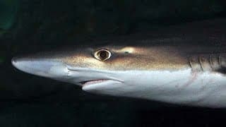 Facts |The Tope Shark |Soupfin Shark