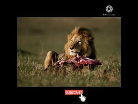 సింహం గురించి కొన్ని interesting విషయాలు