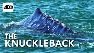 Grey Whale| Described Video