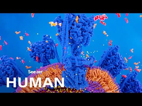 This Is How Your Body Turns Food Into Energy - YouTube