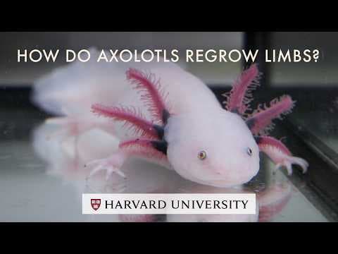 How do axolotls regrow limbs? Harvard’s Jessica Whited looks for answers