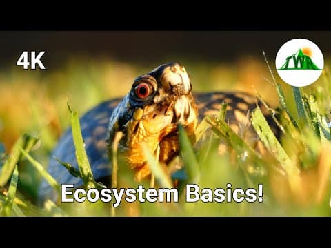 Ecosystems Episode 1: What is an ecosystem? - YouTube