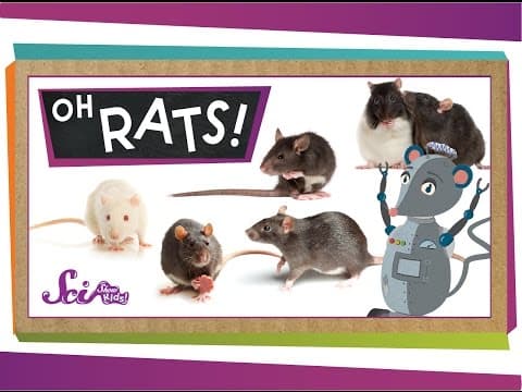 Oh Rats!