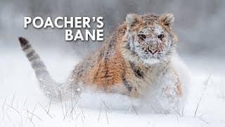 Tigers  |Absolute Units