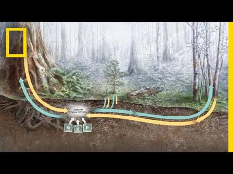 Mycorrhizae - A closer look at how trees talk with each other underground