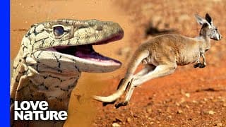 World’s Deadliest Predators |Perentie Monitor Lizard, Jaguar, Cheetah