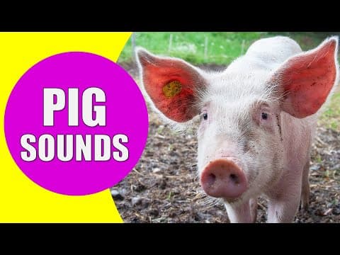 PIG SOUNDS - Squeaking Oinking and Grunting Noises of Pigs