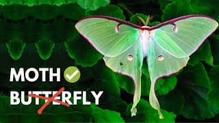 The Beautiful World of Moths