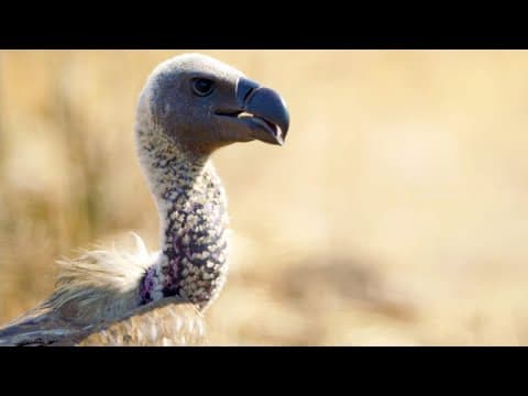 Why Farmers May Be Driving Vultures to Extinction - YouTube