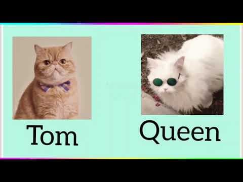 Gender of animals for kids | Male and Females of Animals