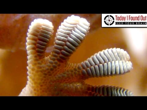 Why a Geckos Feet Can Stick to Almost Anything