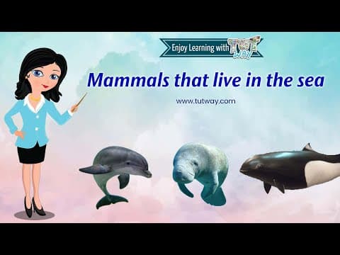 Mammals - Sea Mammals - Dolphins Whales Manatees Porpoises