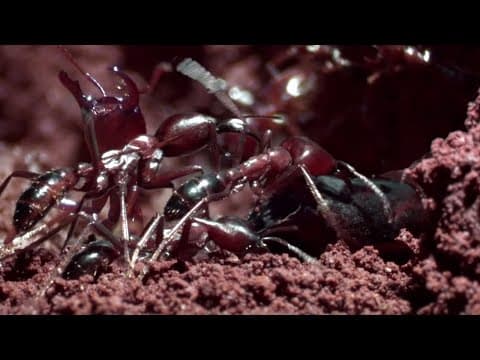 Ant Nest Made Entirely Out of ANTS! | Natural World: Ant Attack | BBC Earth