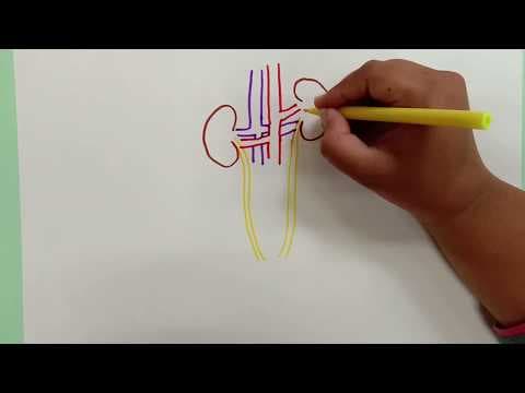 HOW TO DRAW EXCRETORY SYSTEM UNDER 6 MINUTES
