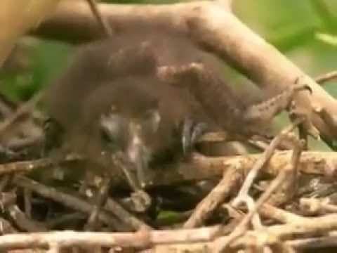 The Fijian myth of greedy Dakuwaqa the shape-shifting shark god