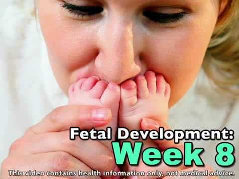 Fetal Development Week 8 (Pregnancy Health Guru)