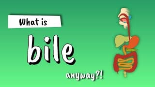 Bile Explained