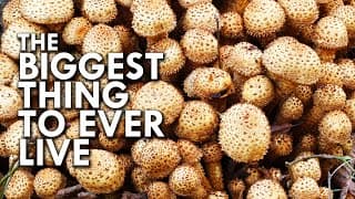 Humongous Fungus | The Biggest Thing To Ever Live