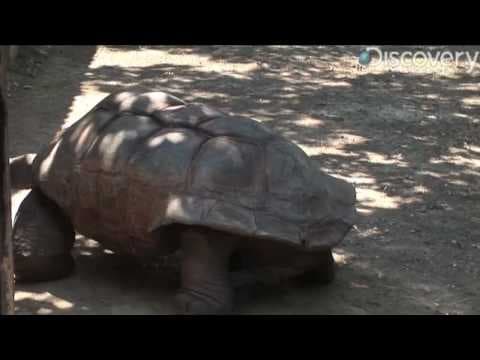 Aldabra Giant Tortoise - YouTube