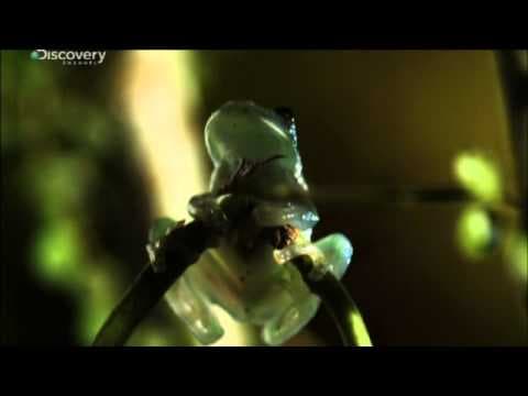 Speed Of Life 3 Glass Frog