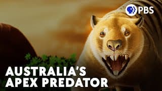 When The Combat Wombat Became An Apex Predator