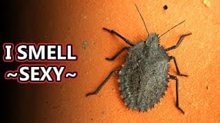 Stink Bug Facts| the STINK is APPEALING