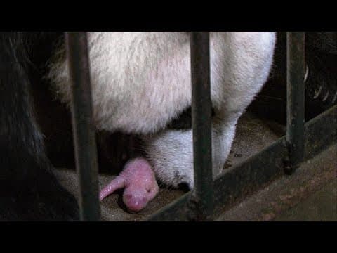Giant Panda Gives Birth to Twin Baby Pandas | BBC Earth - YouTube