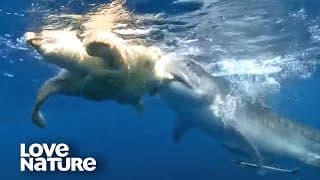 Sea Turtle Fights for Life in Tiger Shark Attack