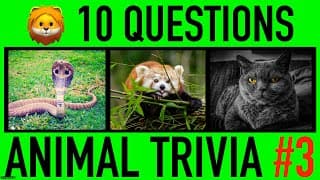 ANIMAL TRIVIA QUIZ | Animals General Knowledge Trivia Questions and Answers Challenge
