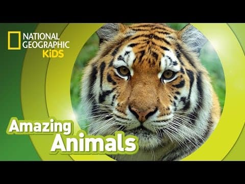 Tiger - amazing animals