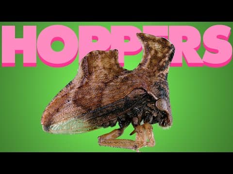 Jumping Hoppers in SLOW MOTION