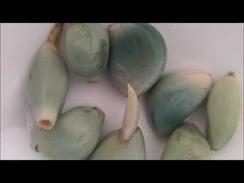 Why Does Garlic Turn Blue When It's Pickled?