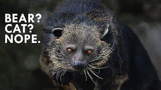 Binturong | The Bearcat that is Neither Bear nor Cat