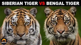 What Is The Difference Between the Bengal Tiger and Siberian Tiger