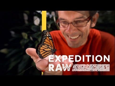 Monarch Butterflies Get Tiny Radio Trackers - Expedition Raw