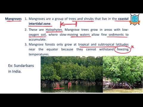 What is a Mangrove ? || Mangrove అంటే ఏమిటి?