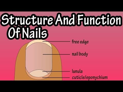 Structure Of Nails - Function Of Nails - Anatomy Of Nails - Why Do We Have Nails