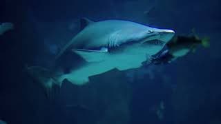 What's NASA Looking For At The Bottom Of The Ocean