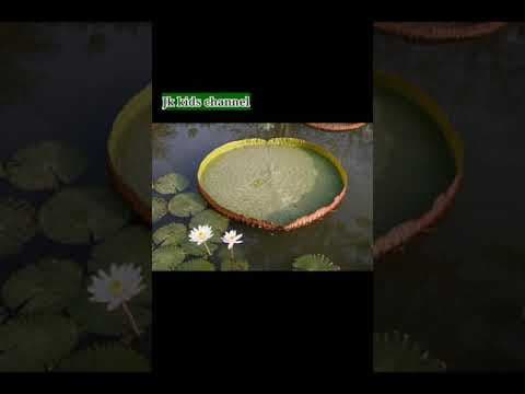 Intresting facts - world strongest leaf - ప్రపంచంలో నే అతి పెద్ద - telugu education videos